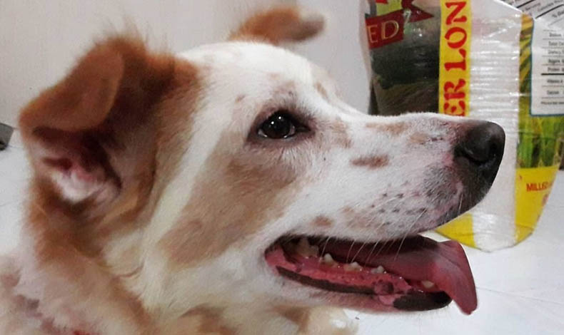 Image of a cute dog